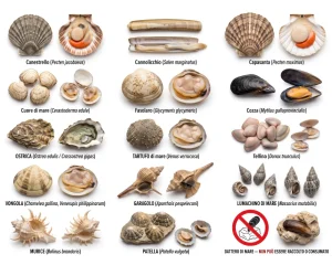 molluschi